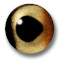 1231410 - Glass Fish Eye, Pair, General, 5mm - bigfoot-carving-tools